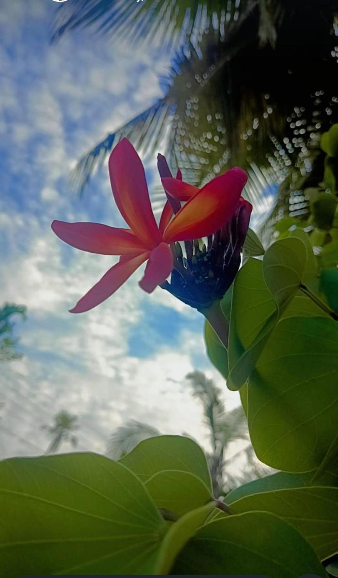 Marari Beach Bungalow Resort Alleppey Mararikulam Exteriör bild